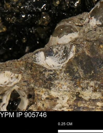 undet. Mollusca