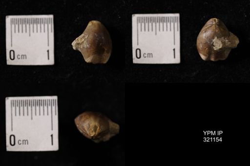 Dielasma sp.