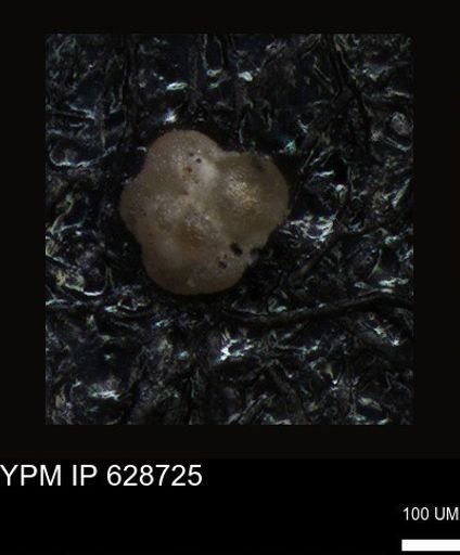 undet. Foraminiferida