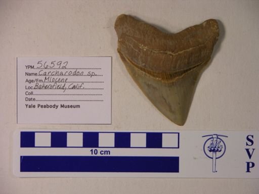 Carcharodon sp.