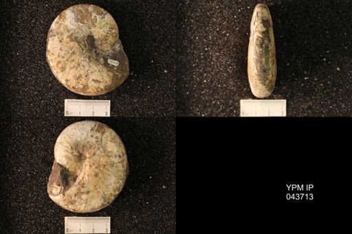 Hoploscaphites nicolletii