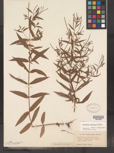 Epilobium coloratum