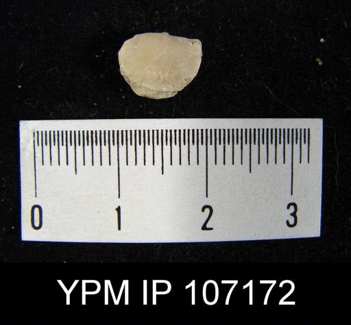 Stropheodonta sp.