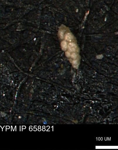 Verneuilinoides kansasensis