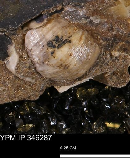 Corbulamella?