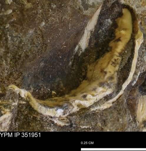 undet. Bivalvia