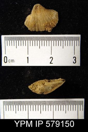 Spirifer sp.
