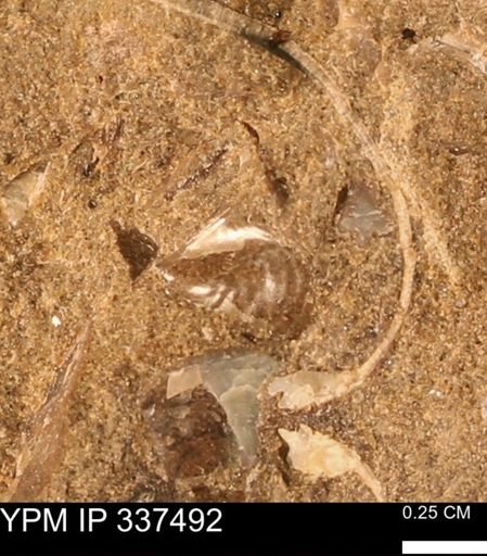 Mollusca