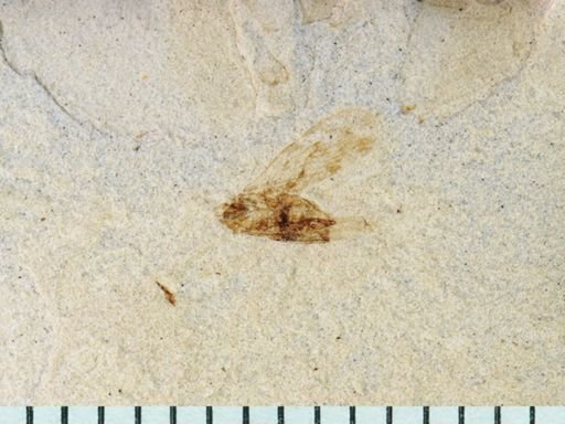 undet. Auchenorrhyncha