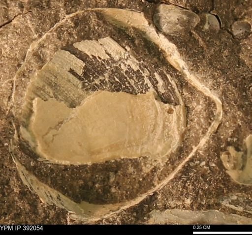 Protocardia sp.