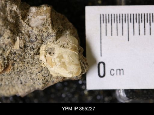 undet. Bivalvia