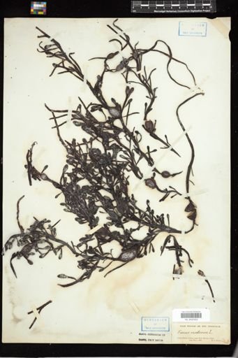 Fucus nodosus