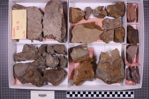 mixed taxa, stratigraphic collection