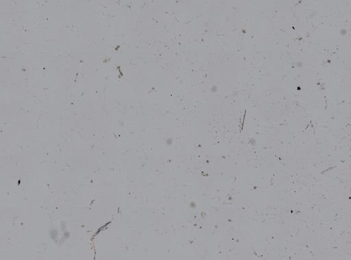 Haliclona koremella