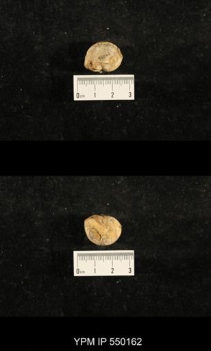 Euphemites sp.