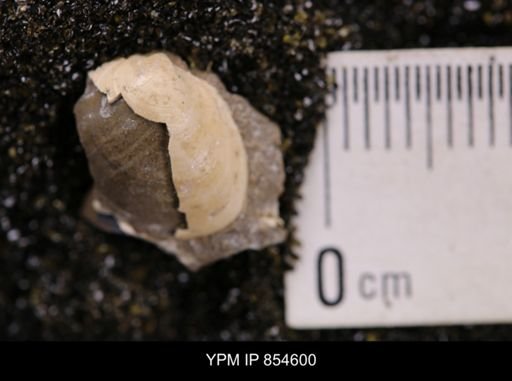 Limopsis striatopunctatus