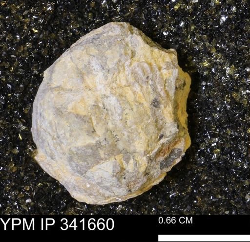 Scaphites sp.
