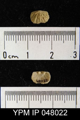 Schizoramma fissiplicata