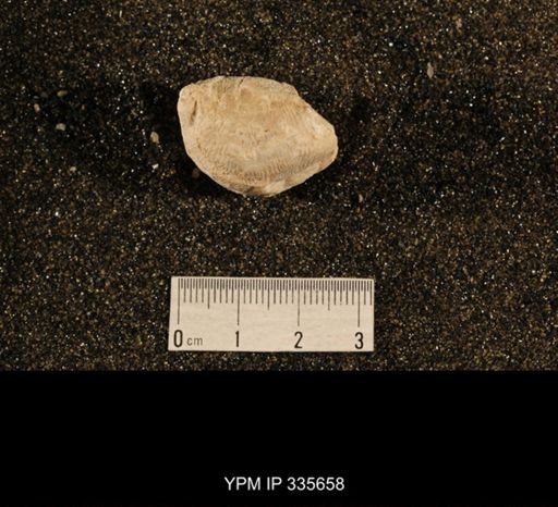 Linoproductus cora