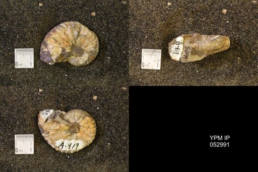 Discoscaphites gulosus