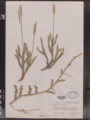 Lycopodium clavatum