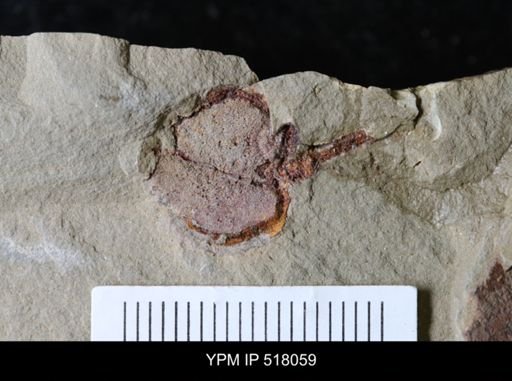 Phyllocystis?