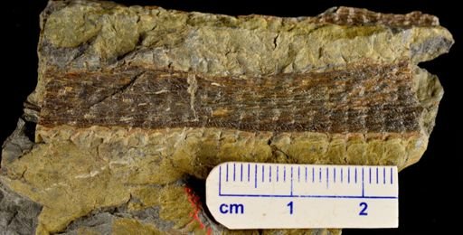 Colpodexylon deatsii