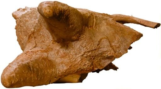 Arsinoitherium zitteli