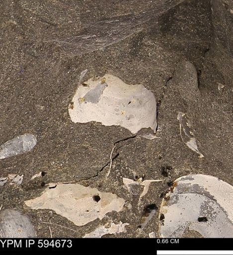 Protocardia sp.