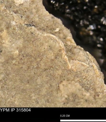undet. Mollusca