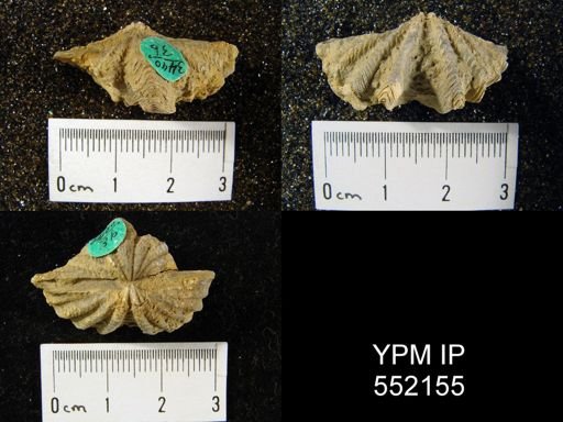 Megakozlowskiella perlamellosa