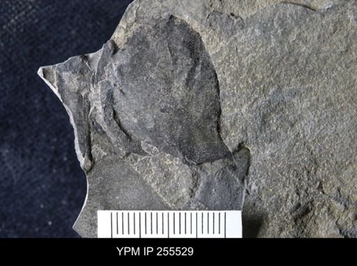 Hughmilleria sp.