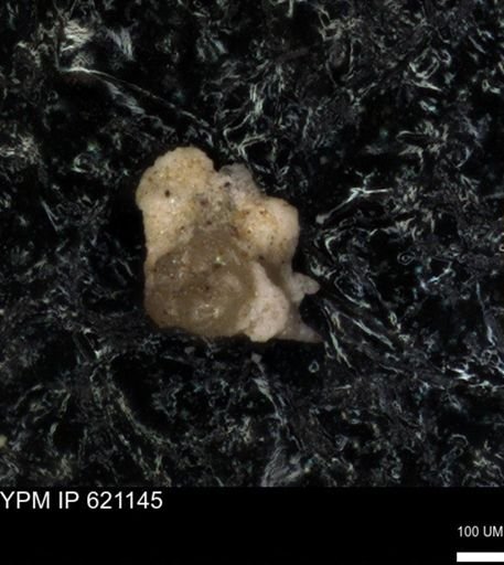 undet. Foraminiferida