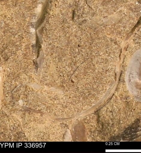 undet. Mollusca