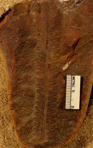 Pecopteris