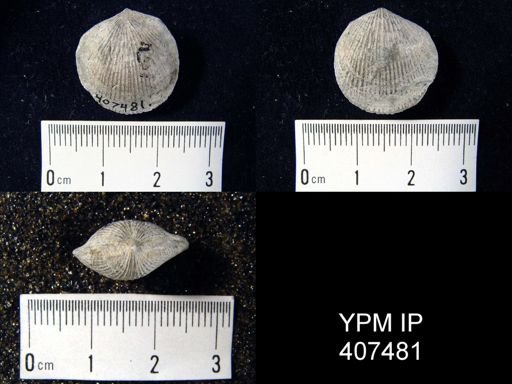 Atrypa reticularis