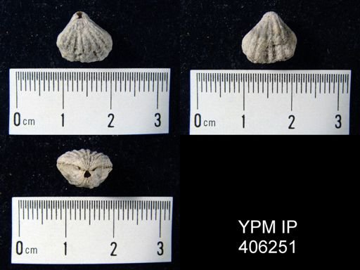 Rhynchotrema sp.