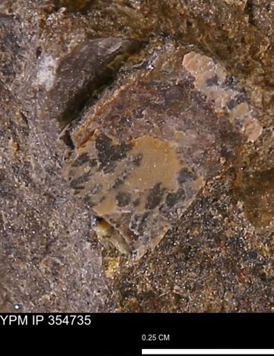 undet. Mollusca