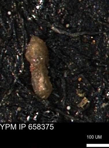 undet. Foraminiferida
