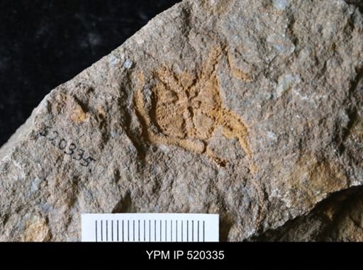 undet. Ophiuroidea