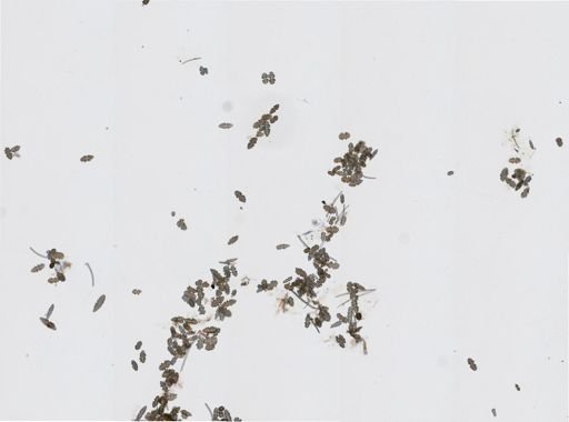Ellisella sp.