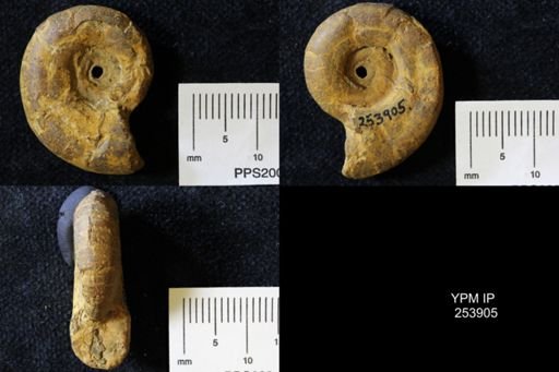 Ammonoidea