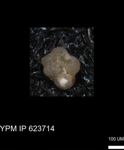 undet. Rugoglobigerinidae