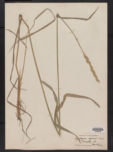 Elymus repens