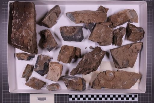 mixed taxa, stratigraphic collection
