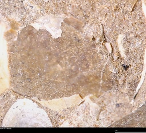 undet. Bivalvia