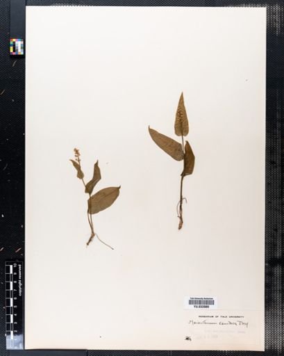 Maianthemum canadense