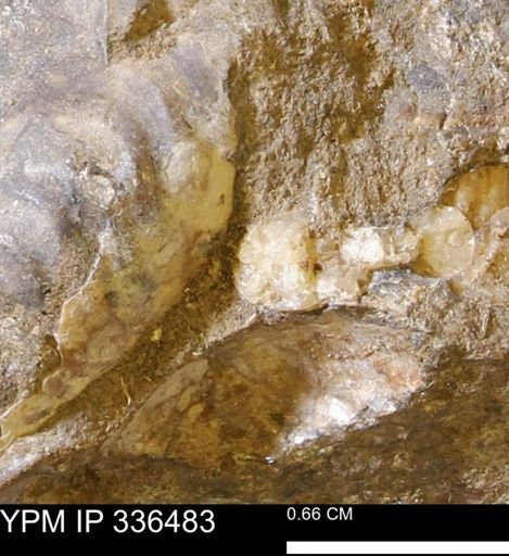 Scaphites sp.