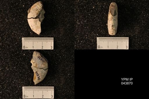 Hoploscaphites nicolletii