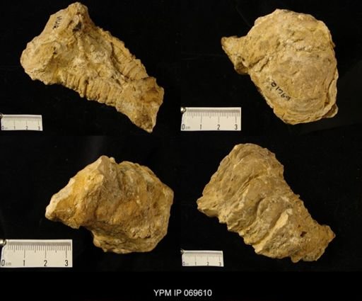 Sphaerulites sp.